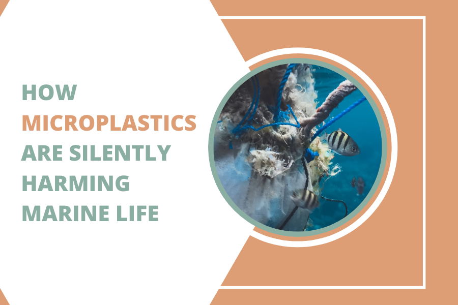 How Microplastics Are Silently Harming Marine Life