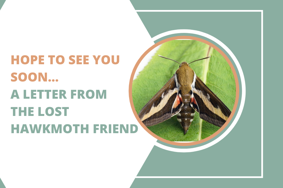 Hope to see you soon… A letter from the lost hawkmoth friend